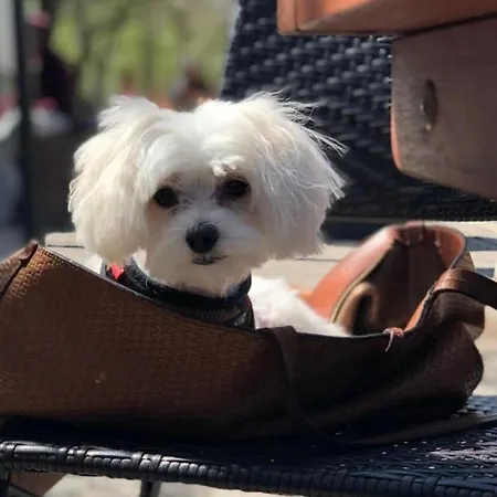 Hanza Tower Sunny 24 & Jacussi & Pool Daire